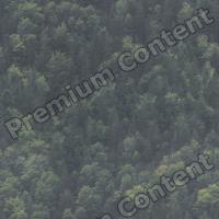 photo texture of forest seamless 0001